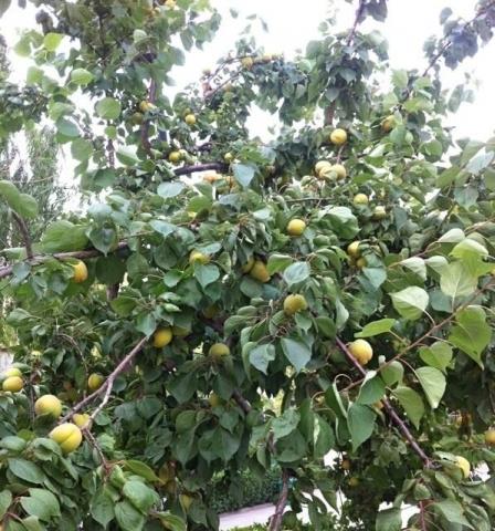 新乡市福康中心养老院