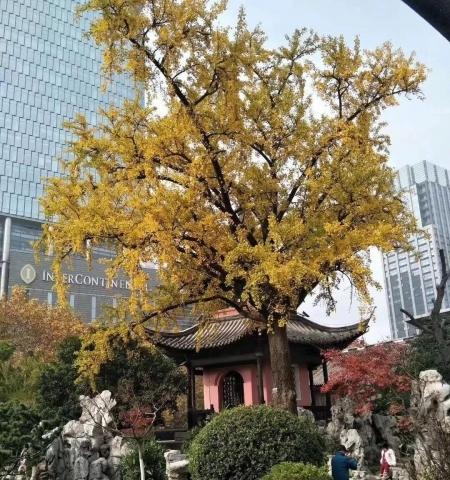 高堂养老·大钟亭颐养中心